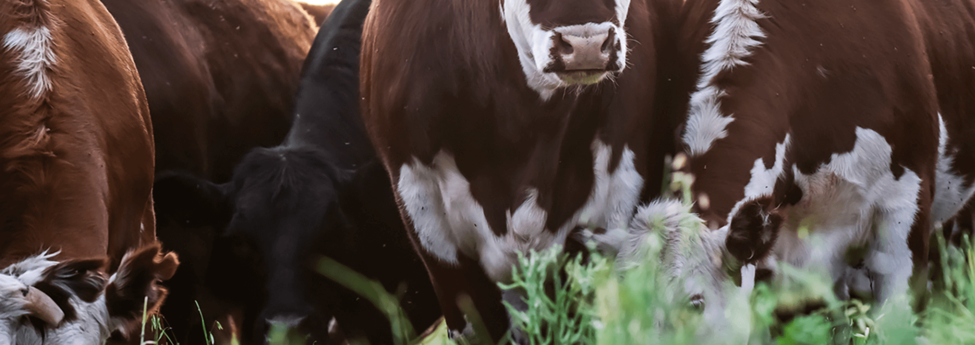 Argentina como actor estratégico en seguridad alimentaria. El rol de la carne vacuna en su inserción internacional