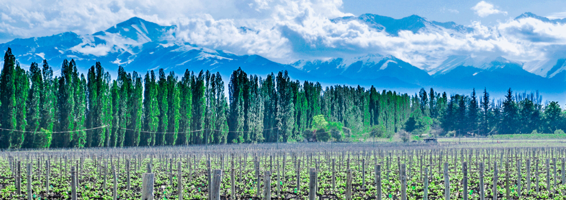 El rol (inter)nacional de las provincias argentinas en la transición ecológica